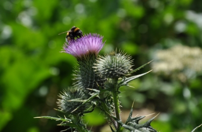 Nektarräuber auf Distel