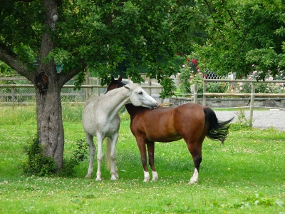 Pferdeleben in Kesswil 1