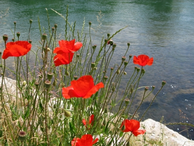 Mohn am Wasser