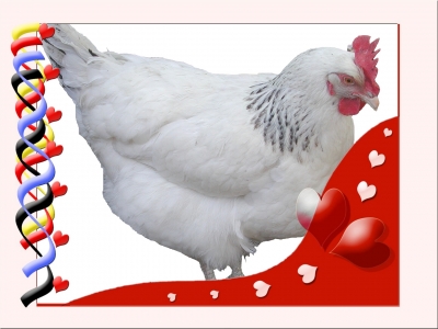 Herziges Huhn