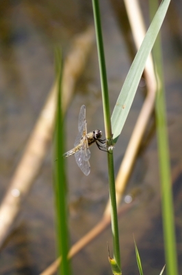 Libelle