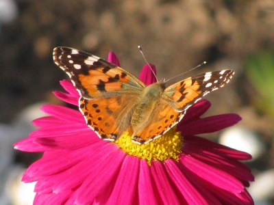 Schmetterling auf Magerite