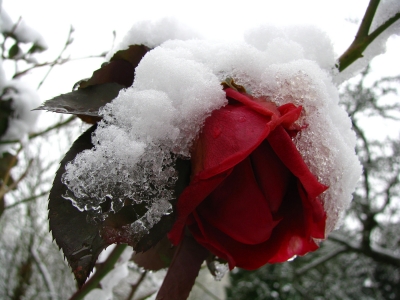 Rosenblüte im Schnee