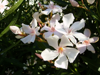 Oleanderblüte