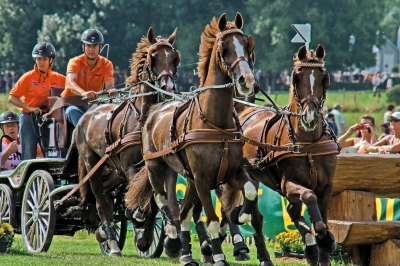 Chio in Aachen 2009 Geländeprüfung für Vierspänner 04