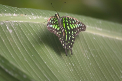 Schmetterling