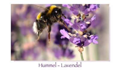 Hummel_Lavendel