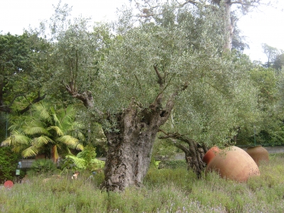 Olivenbaum auf Madeira