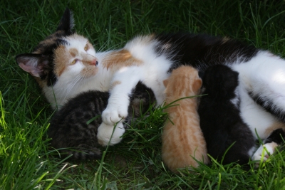 Katzenmutter mit 3 Kindern