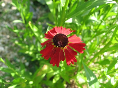 Gartenblume (1)