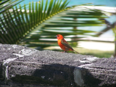 Kardinal Vogel auf Mauritius