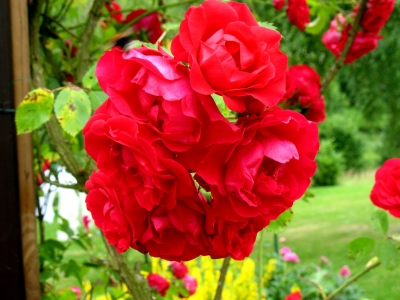 Blütenbündel rote Rosen