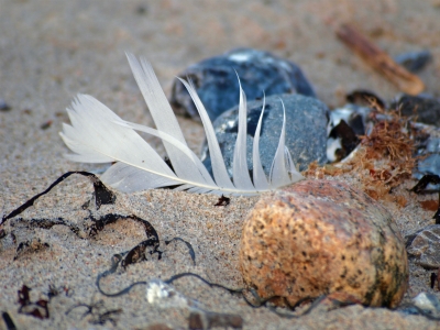 Fundstücke am Strand