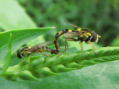 Schwebfliege bei der Paarung