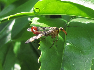 Skorpionfliege Weibchen 1