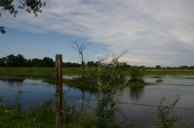 überschwemmte Wiese nahe Podersdorf
