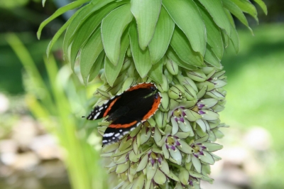 Schmetterling beim Fressen