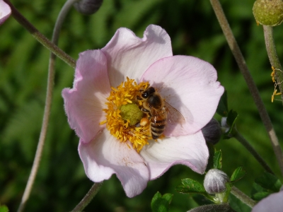 Waldanemone mit Biene
