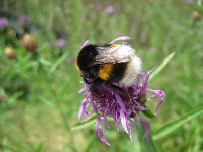 Hummel auf Blume