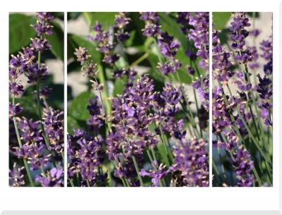 Lavendel - Trilogie