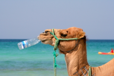 Sehr durstiges Camel