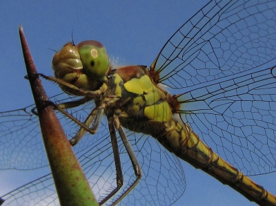 Blutrote Heidelibelle (Weibchen)7