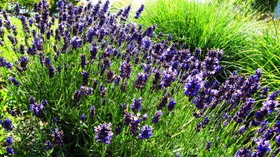 Lavendel_1