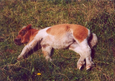 Schlafendes Shetty-Fohlen