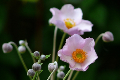 Anemone japonica L.