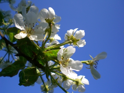Blüte eines Birnbaumes