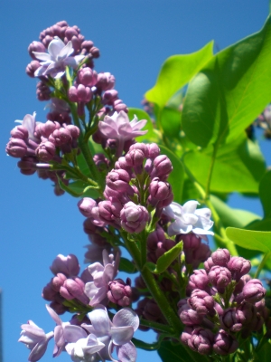 Flieder und blauer Himmel