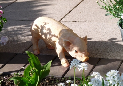 Ein Glücksschwein im Garten