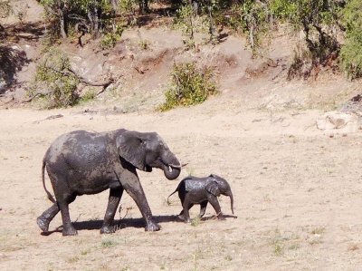 Elefantenmutter mit Jungem...
