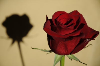 Rose mit Schatten
