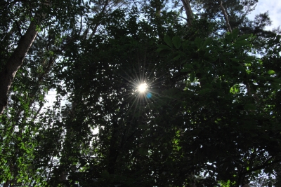 Sonne blickt durch die Baumkronen