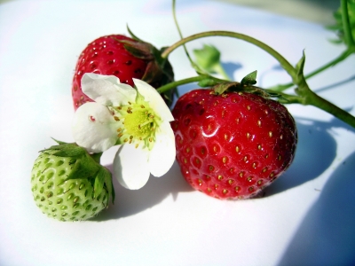 Erdbeeren . .