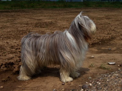 Beardie im Wind