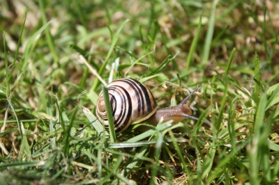 Schnecke