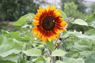 Sonnenblume mit Leben