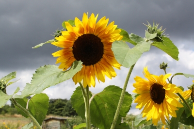 Sonnenblume mit Naturspiel