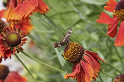 Schmetterling