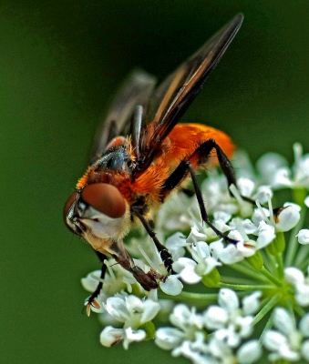 verrücktes Fliegenvieh