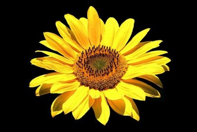 Sonnenblume