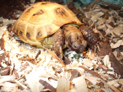 Paul beim Gänseblümchen essen