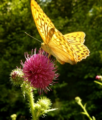 Distel mit Falter