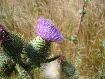 Wiesenblume