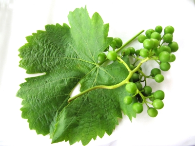 Weinblatt mit jungen Trauben