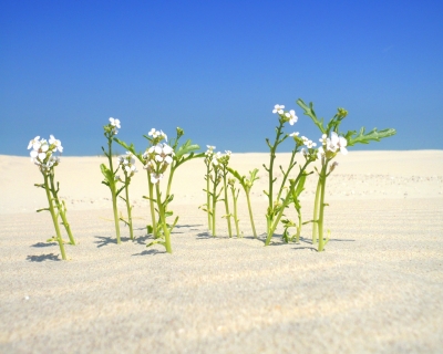 Einsame Blümchen am Strand