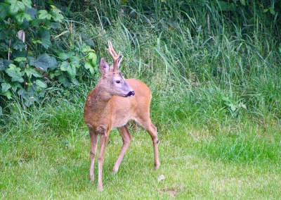 Morgendlicher Besuch 1