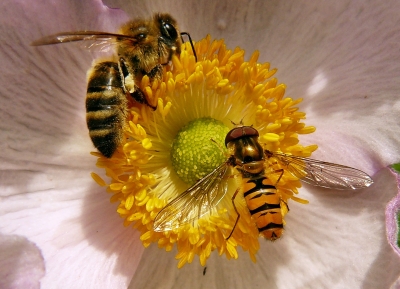 Biene mit Schwebfliege